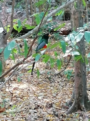 Trogon elegans
