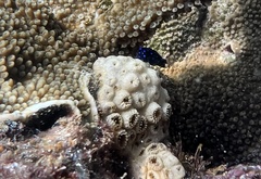 Microspathodon chrysurus