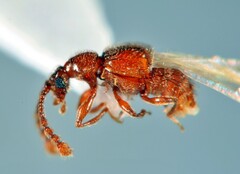 Pselaphinae