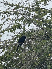 Crotophaga ani