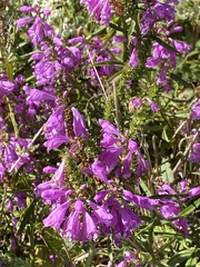 Physostegia