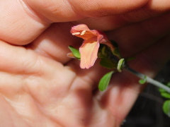 Dicliptera scutellata