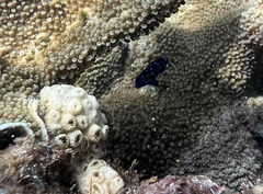 Microspathodon chrysurus