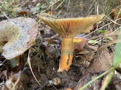 Lactarius deterrimus