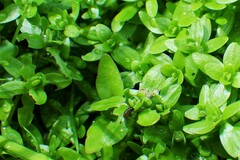 Calligrapha californica