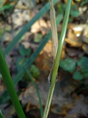 Festuca altissima