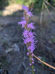 Liatris pilosa