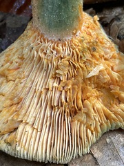 Lactarius deterrimus