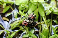 Calligrapha californica