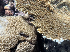 Palythoa caribaeorum