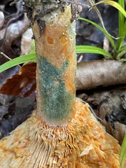 Lactarius deterrimus