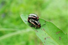 Calligrapha californica