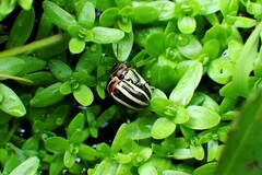 Calligrapha californica