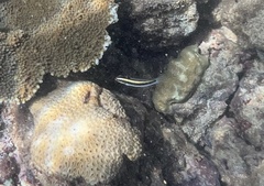 Palythoa caribaeorum