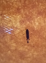 Myodocha serripes