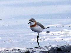 Chestnut-Banded Plover photo 2