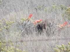 Aloe claviflora