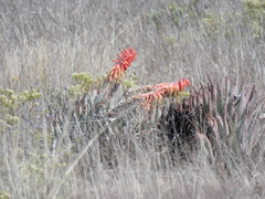 Aloe claviflora