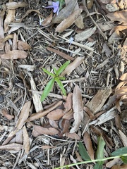 Tracheophyta