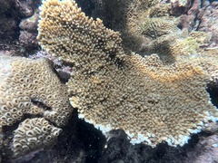 Acropora palmata