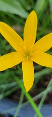 Zephyranthes pulchella