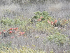 Aloe claviflora