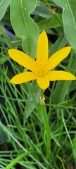 Zephyranthes pulchella