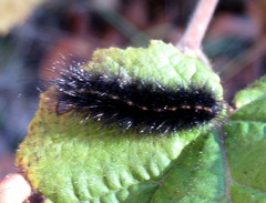 Spilosoma lubricipeda