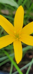 Zephyranthes pulchella