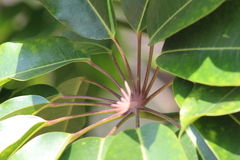 Heptapleurum actinophyllum