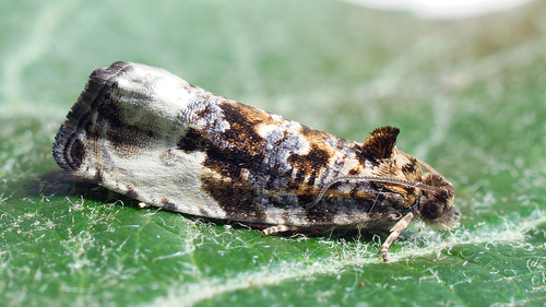 Green Budworm Moth, photo 5 of 10