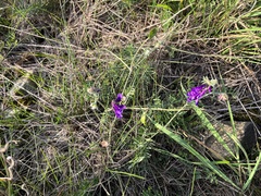 Vicia villosa villosa