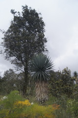 Furcraea parmentieri