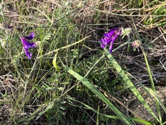 Vicia villosa villosa