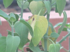 Abaeis mexicana
