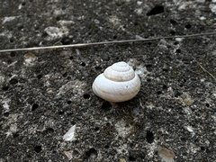 Caucasotachea vindobonensis