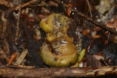Sarcomyxa serotina