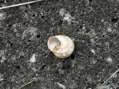 Caucasotachea vindobonensis