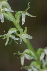 Platanthera leptopetala