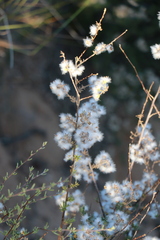 Eriocephalus