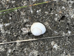 Caucasotachea vindobonensis