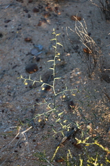 Asparagus undulatus