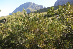 Metrosideros angustifolia