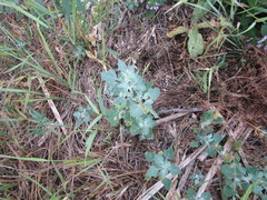 Chenopodium opulifolium