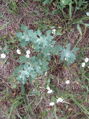 Chenopodium opulifolium
