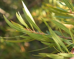 Metrosideros angustifolia