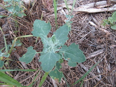 Chenopodium opulifolium