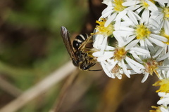 Lasioglossum