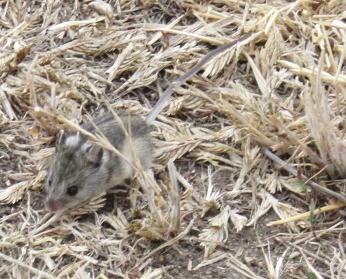 ステップオナガネズミ