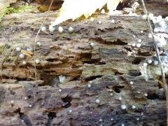 Helicogloea compressa